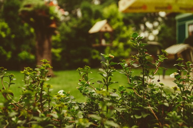 ปลูกต้นไม้อะไรดี? ที่ช่วยให้บ้านเย็น ลดค่าไฟได้จริง!